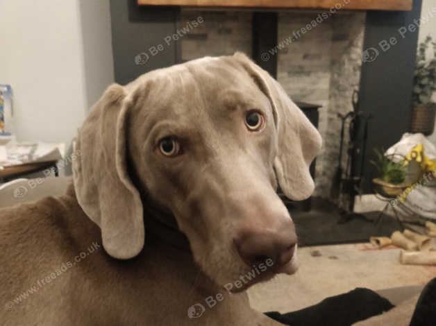 Weimaraner becoming hot sale aggressive