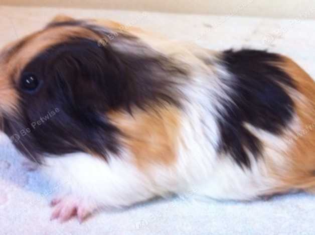 Baby Longhaired Male Guinea Pig In Stevenage Sg2 On Freeads