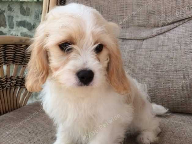 Cavachon rehome sales