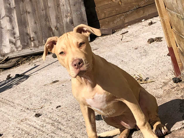 Champagne xl hot sale pitbull