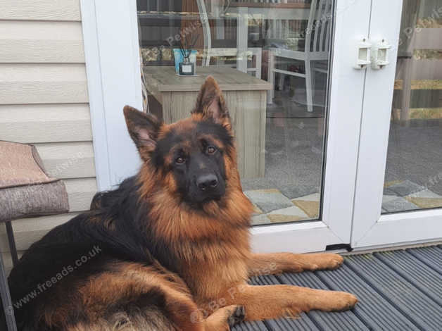 Long haired outlet german shepherd dog