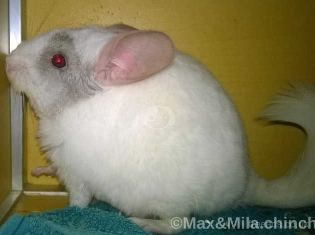 Chinchilla Baby Boy 3 Months Old White Color For Sale Now In London On Freeads Classifieds Chinchillas Classifieds