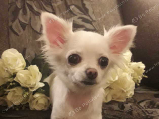 White Tcup Long Hair Chihuahua In West Bromwich On Freeads
