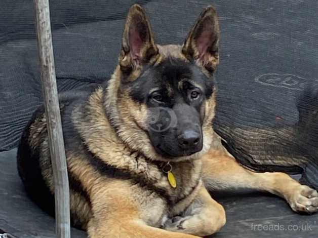 Japanese akita x german 2024 shepherd