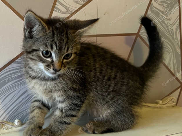 Ragdoll cross tabby store kittens