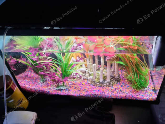 2ft hot sale fish tank