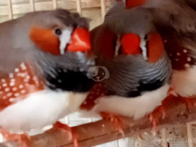 Zebra Finches For Sale In Stamford PE On Freeads Classifieds Finches Classifieds