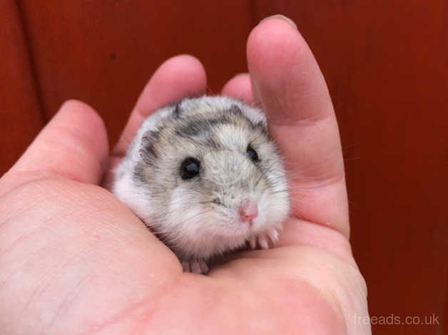 russian dwarf hamster for sale