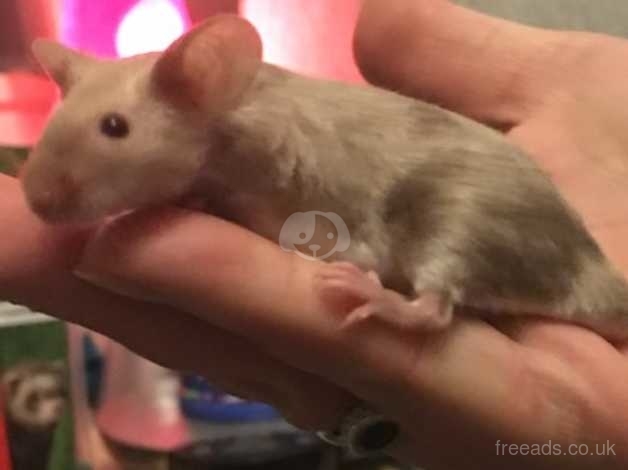baby mice for sale near me