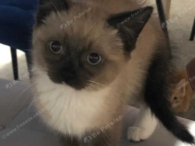 Ragdoll Cross Siamese Female 9 Weeks Old in Llanelli on Freeads ...