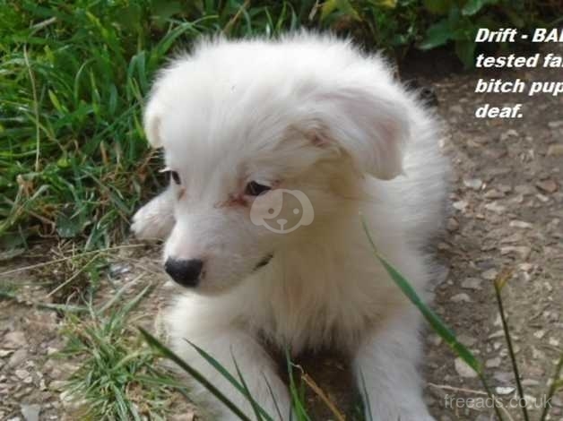 are white border collie deaf