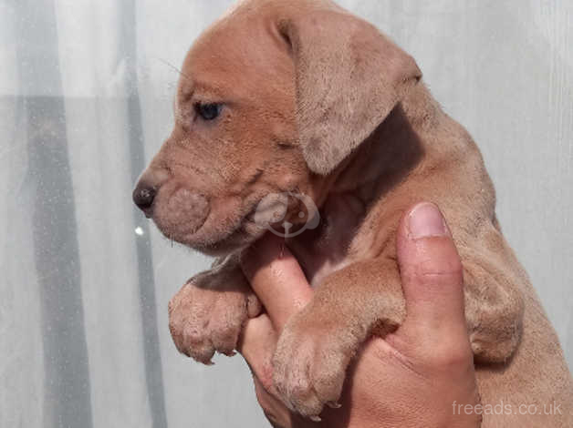 Bull dane deals puppies for sale