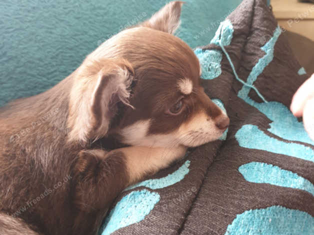 Chocolate Tan Chihuahua Female Long Haired Puppy In Braintree Cm7