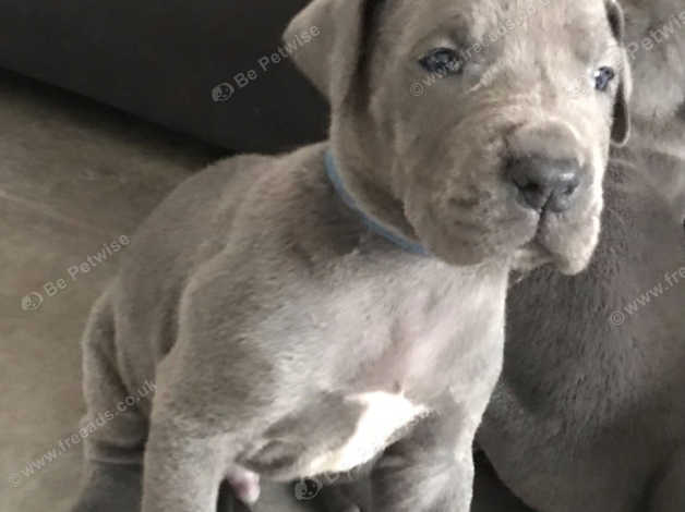 Grant's gorgeous store great dane puppies