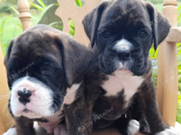 Glenauld puppies hot sale for sale