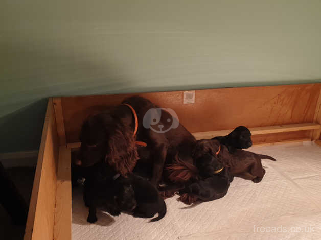 Cocker Spaniel Pups In Galashiels On Freeads Classifieds Cocker