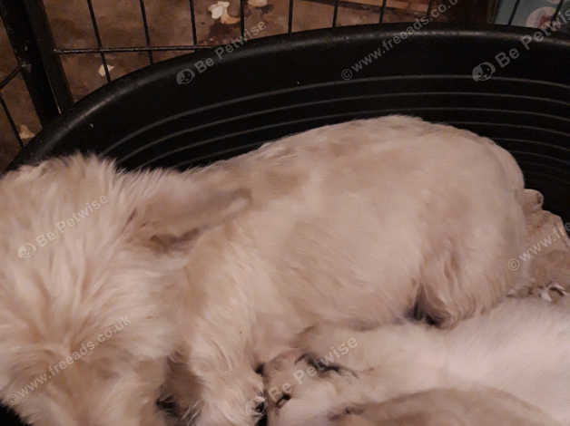 Pregnant westie best sale