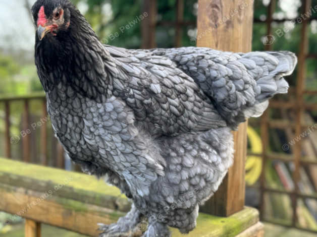 Brahma & Other Hens For Sale in on Freeads Classifieds - brahmas ...