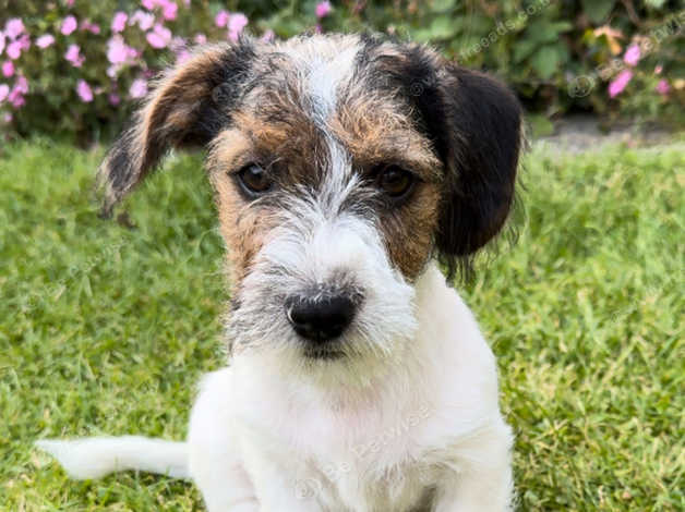 11 Week Old Pedigree Long Haired Tricoloured Jack Russell Puppy in ...