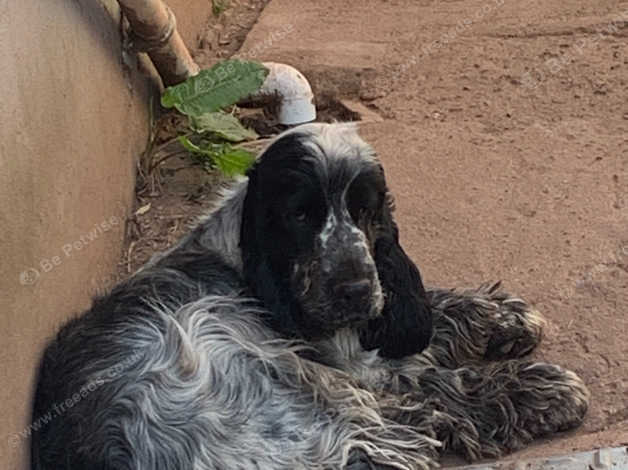 Lynwater 2024 cocker spaniels