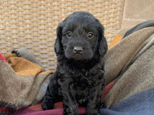 Black cockapoo best sale for sale