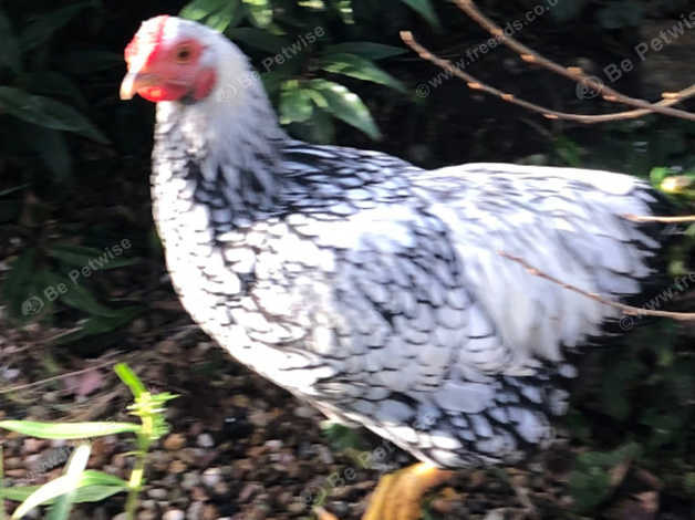 Cockerel Young, Free To Good Home in Matlock DE4 on Freeads Classifieds ...