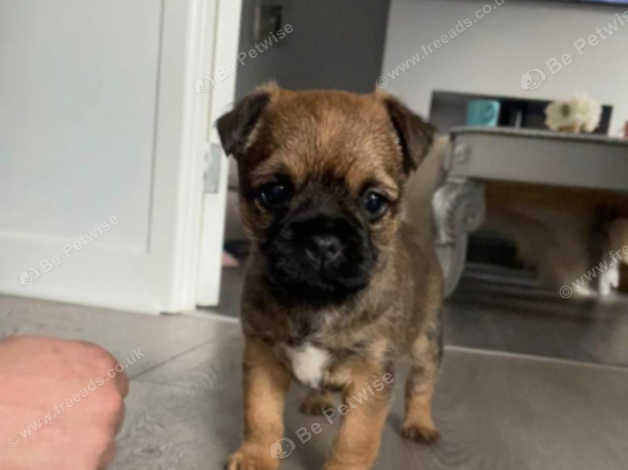 French bulldog x border sales terrier