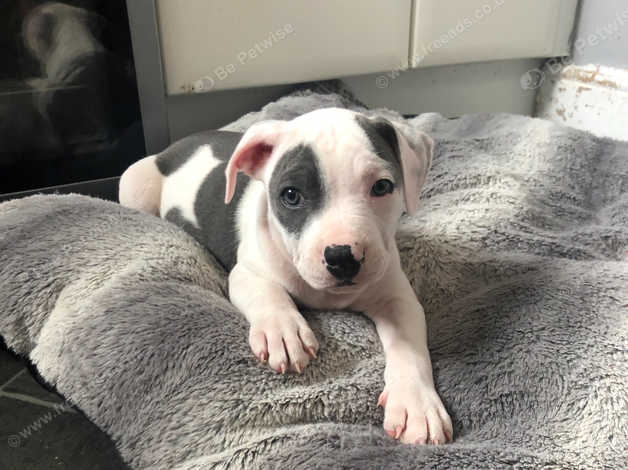 Blue and best sale white staffy