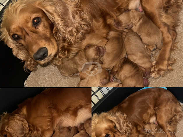 Fox red cocker spaniel puppies hot sale for sale