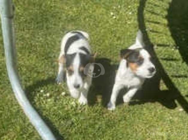 Foxwarren sales jack russell