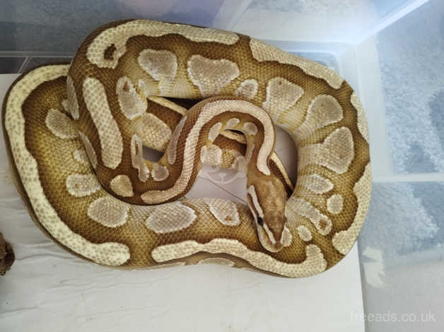 nuclear spinner ball python