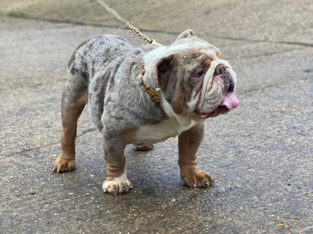 Blue tri merle english best sale bulldog price