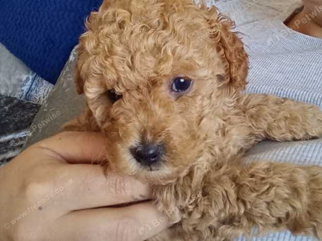 adopt toy poodle near me