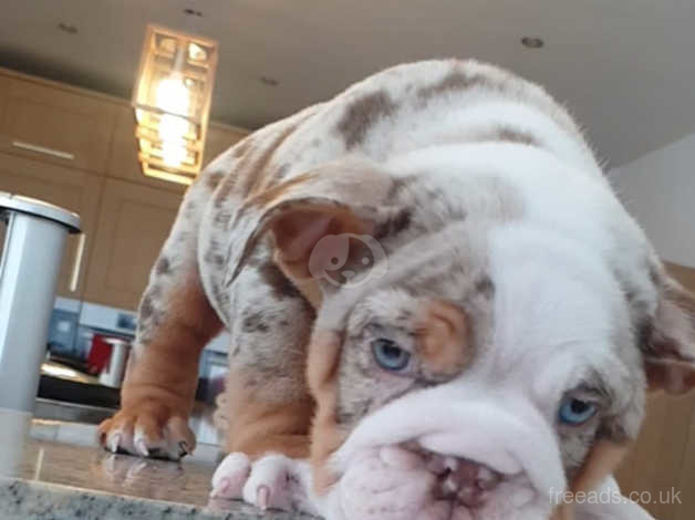 English bulldog hotsell chocolate merle