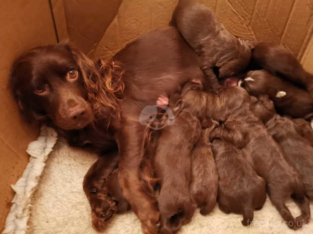 working cocker spaniel puppies for sale