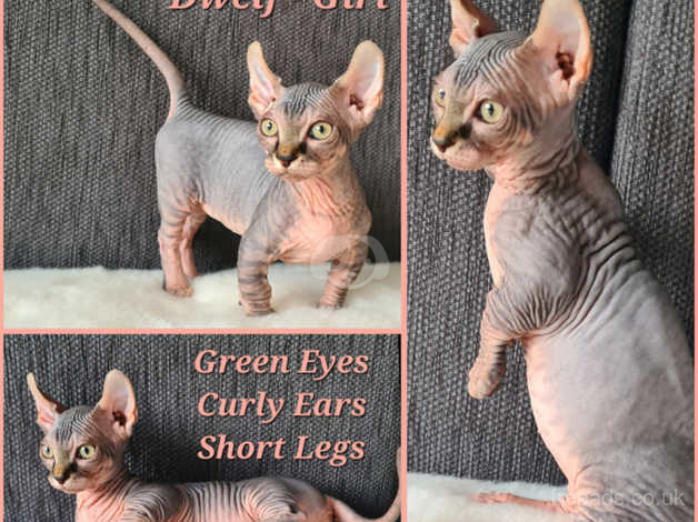 Dwelf sphynx best sale for sale