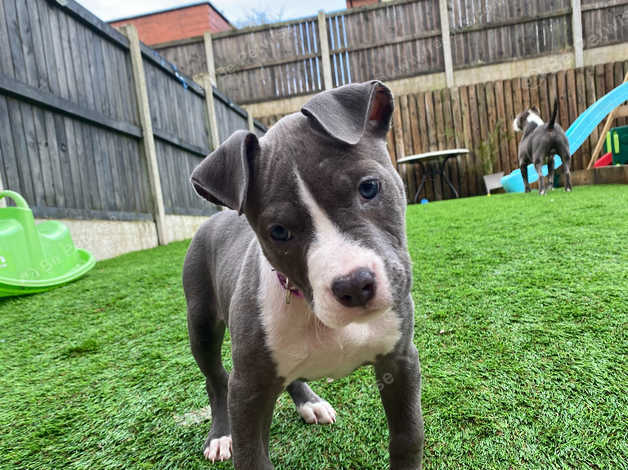 10 week sale old staffy puppy