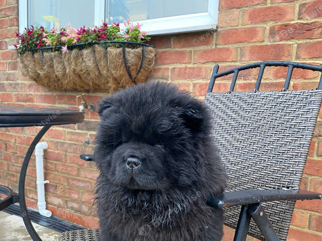 chow chows black