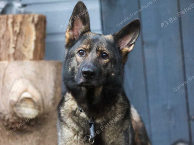 Freeads 2024 german shepherd