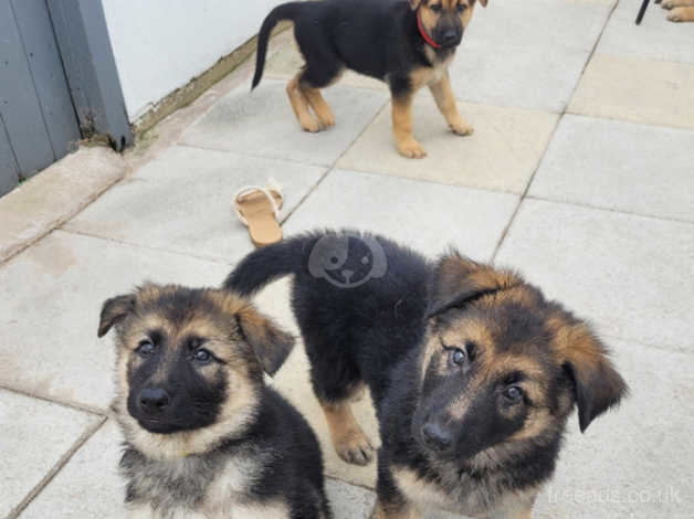 Ready 8th August!!chunky German Shepherd Puppies in Wigan on Freeads ...