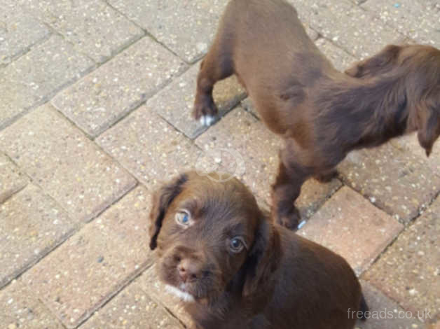 why are cocker spaniels tails docked