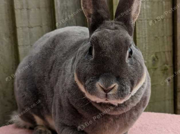 Blue otter hot sale mini rex