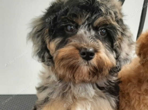 Merle cavapoo clearance