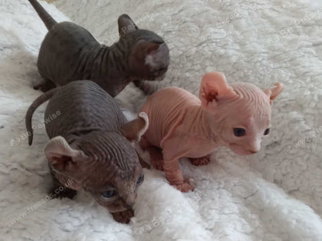 Sphynx elf hot sale kittens