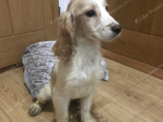 Apricot cocker spaniel puppy cheap