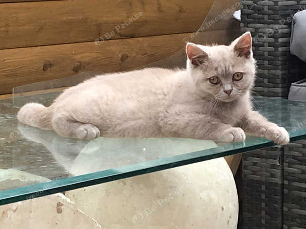 Lilac British Short Hair Male In Doncaster Dn3 On Freeads