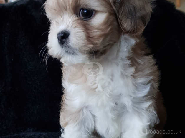 Maltese x lhasa sales apso