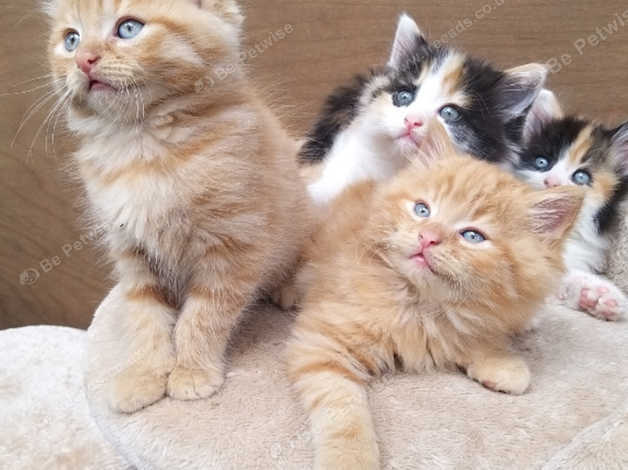 4 Lovely Ginger Calico Kittens Ready For New Home Now In