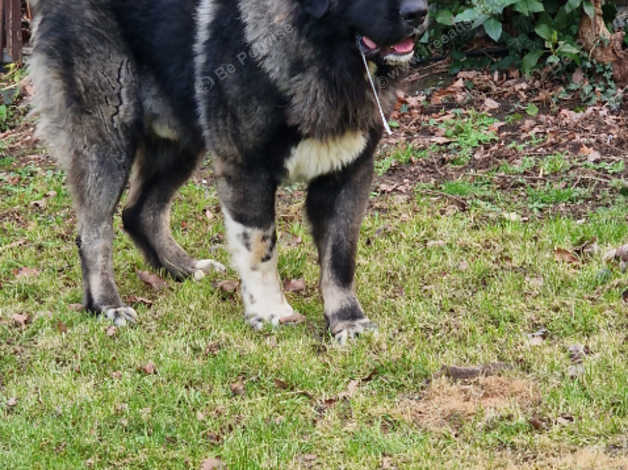 Huge best sale caucasian shepherd