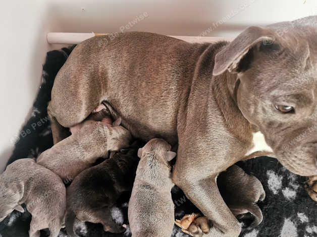 Champion pitbull puppies for hot sale sale